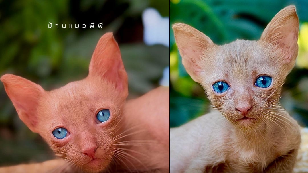 ปกเว็บ-โลโก้แดง