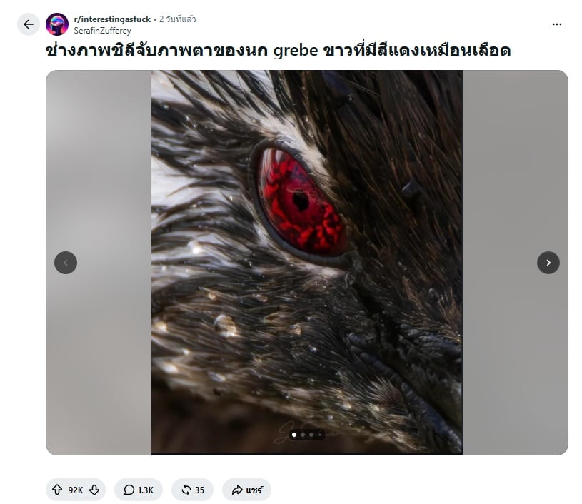 นกเป็ดผีหงอนขาว