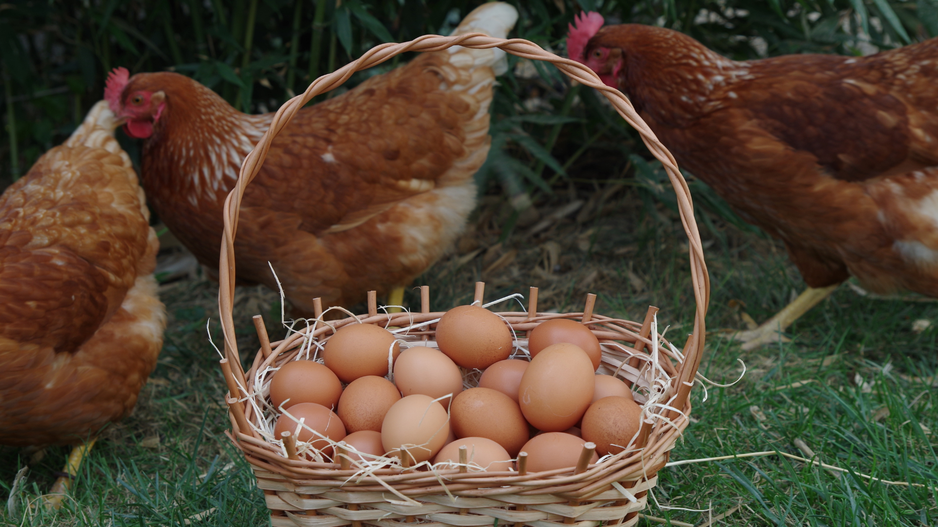 Cage-Free Egg_3_0