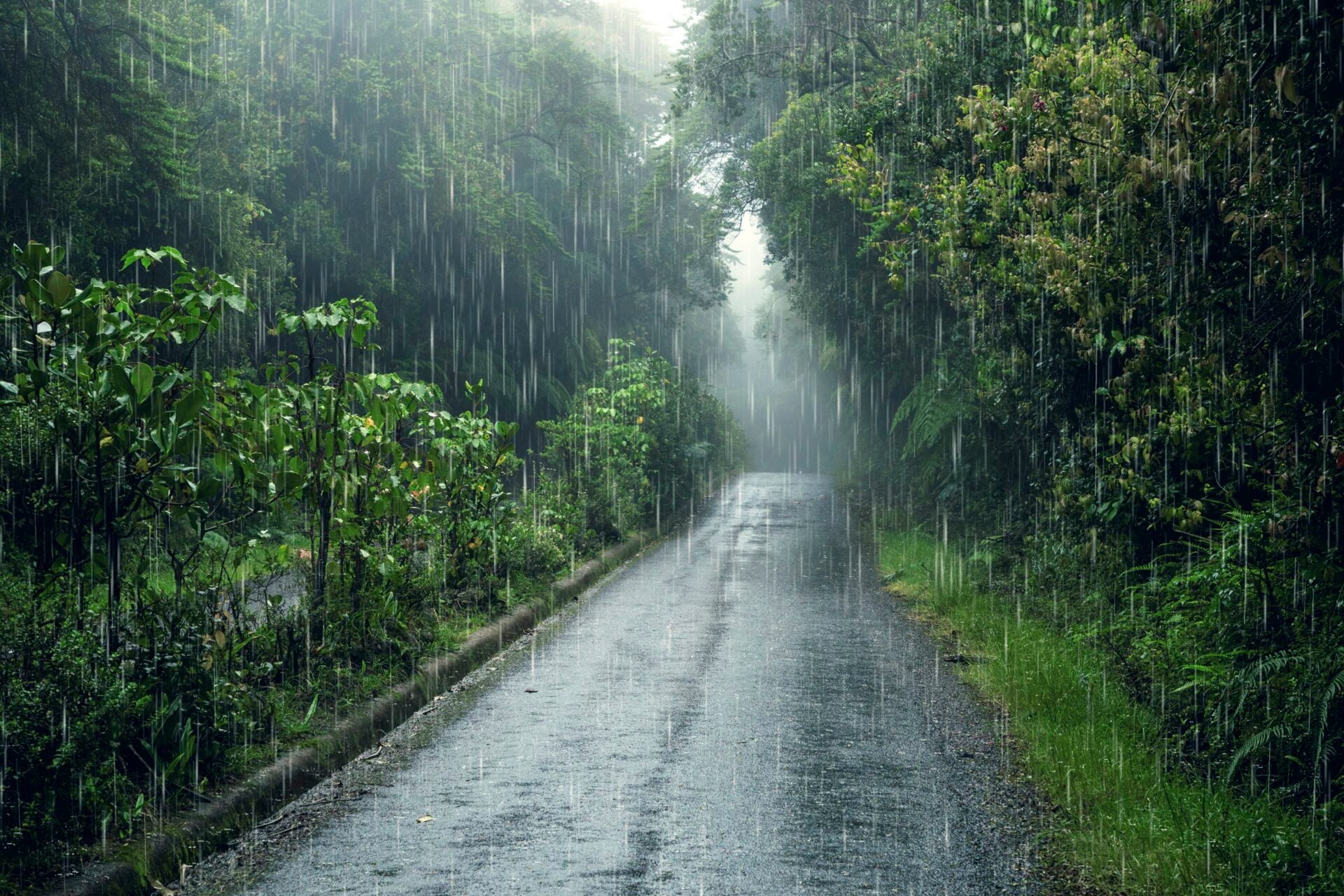 ฝนตก