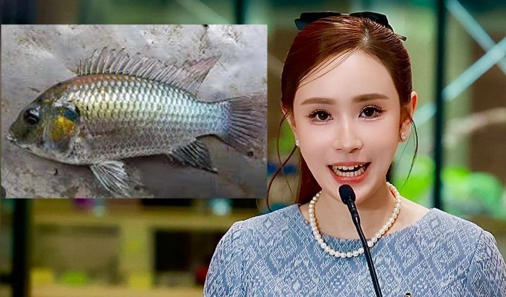 ข่าว-5