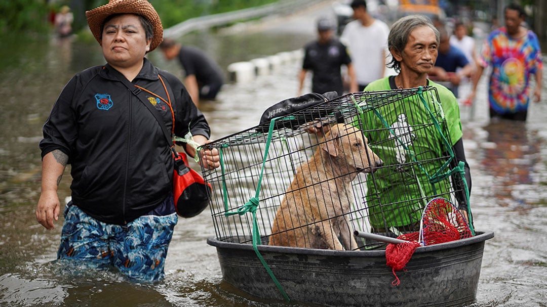 ช่วยสัตว์ประสบอุทกภัย ช่วยสัตว์ประสบอุทกภัย