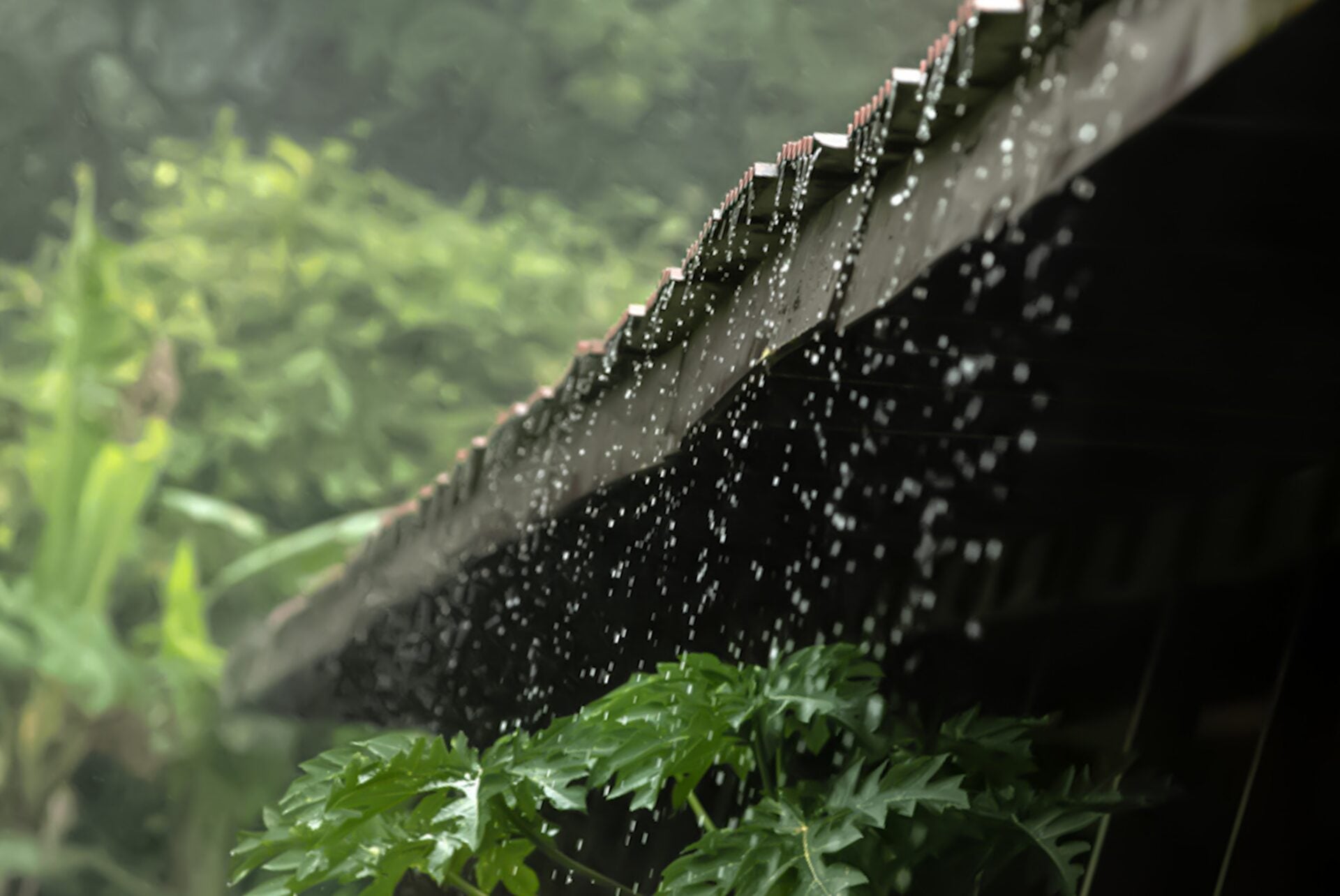 ฝนตก